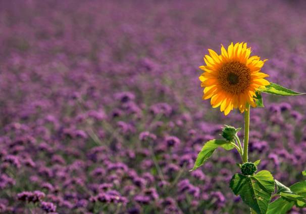 中国最美乡村Top10，有你家乡吗？