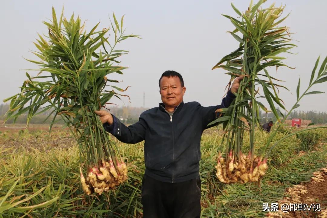 生姜种出脱贫致富路,生姜产业带动了地方经济