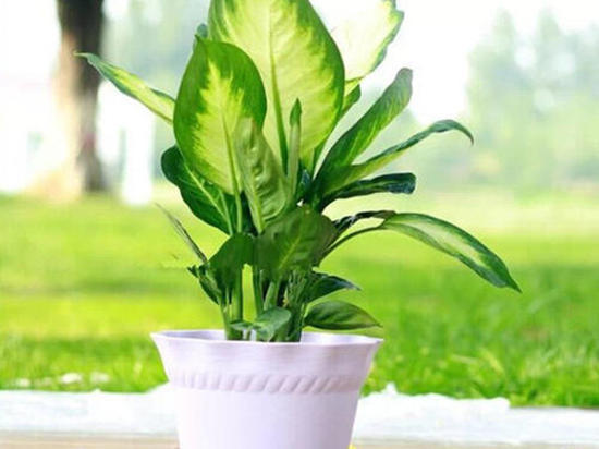 巴西木的叶子太长怎样修剪,巴西木发芽徒长了可以修剪吗