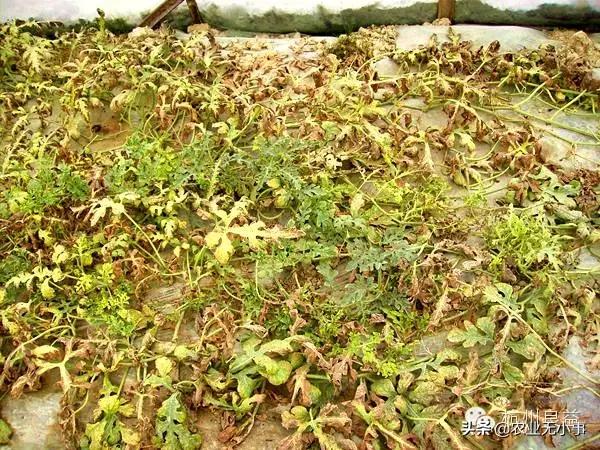 新版西瓜病虫害解决方案,2020西瓜病害视频