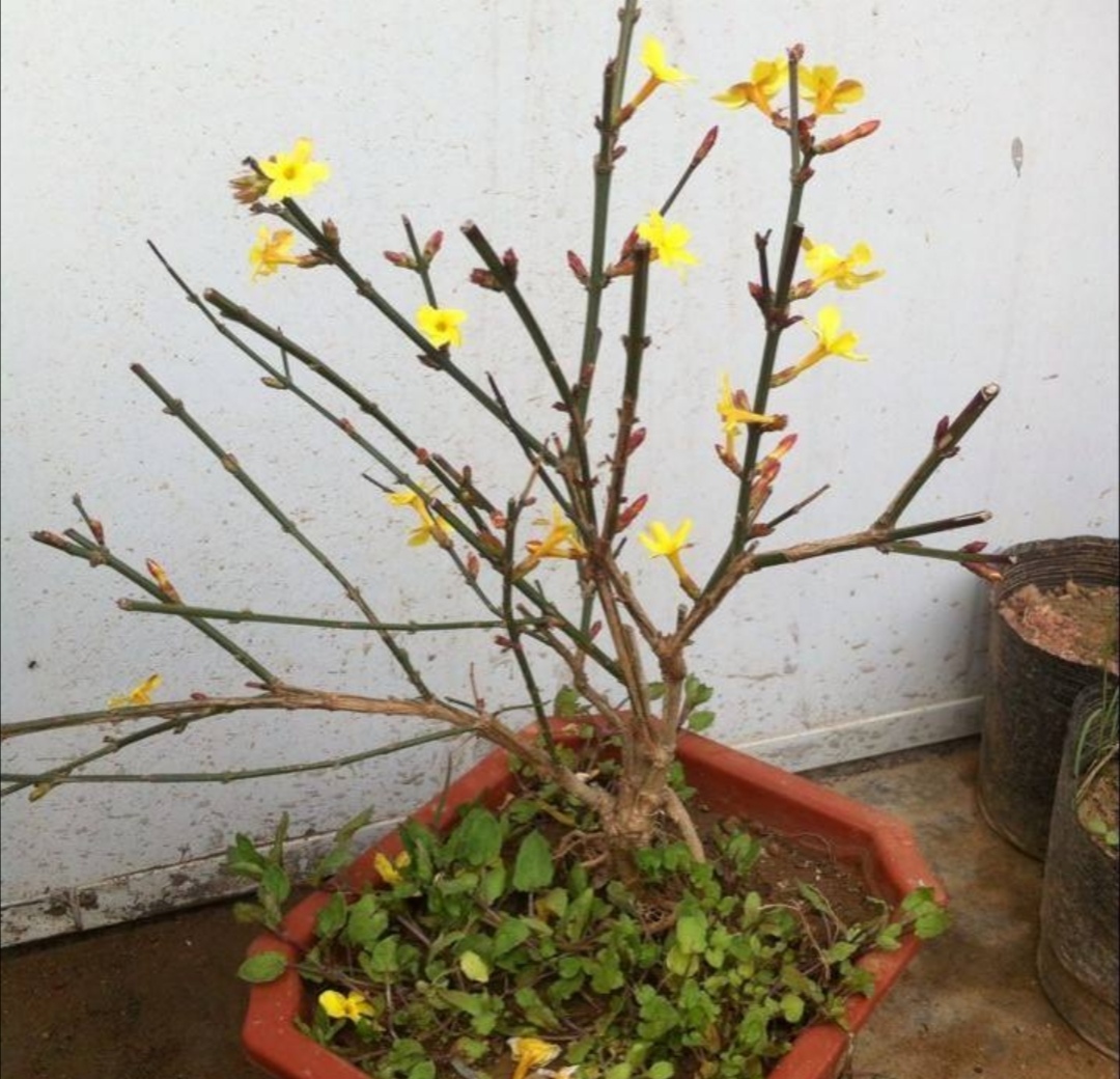 冬天养腊梅的方法,迎春花开春意来