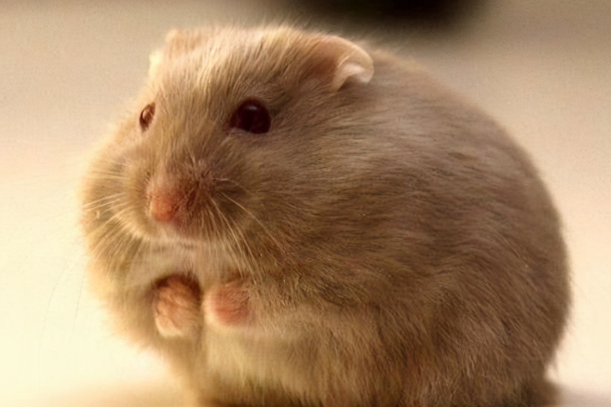 仓鼠咬人怎么办怎么驯服它,仓鼠咬人会不会打你