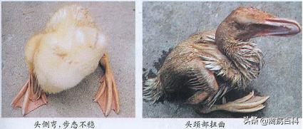 春季鸡鸭传染病,禽类传染病大全