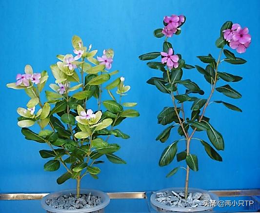 植物缺铁缺镁的症状是什么,植物缺镁最简单的补充方法