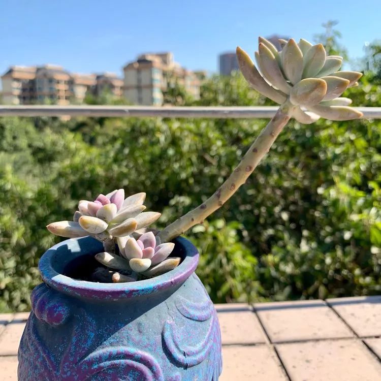 在冬日阳光下，记一个多肉小白的养肉历程