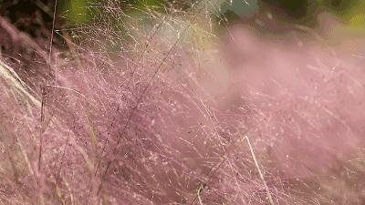 粉黛乱子草红了！成都周边这6个地方，不收门票这周就能去