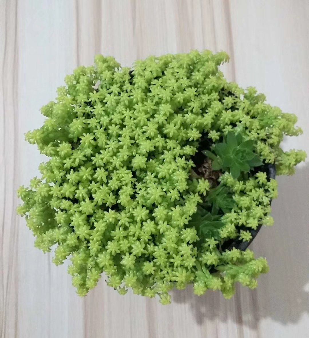 多肉一棵小苗就长成一株吗,多肉黄金草有毒吗