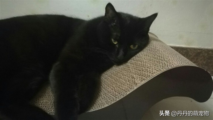 猫咪无法拒绝的三件事,猫咪最难以抗拒的东西