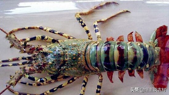 世界上最贵的三种食材,全球公认最贵顶级食材及价格