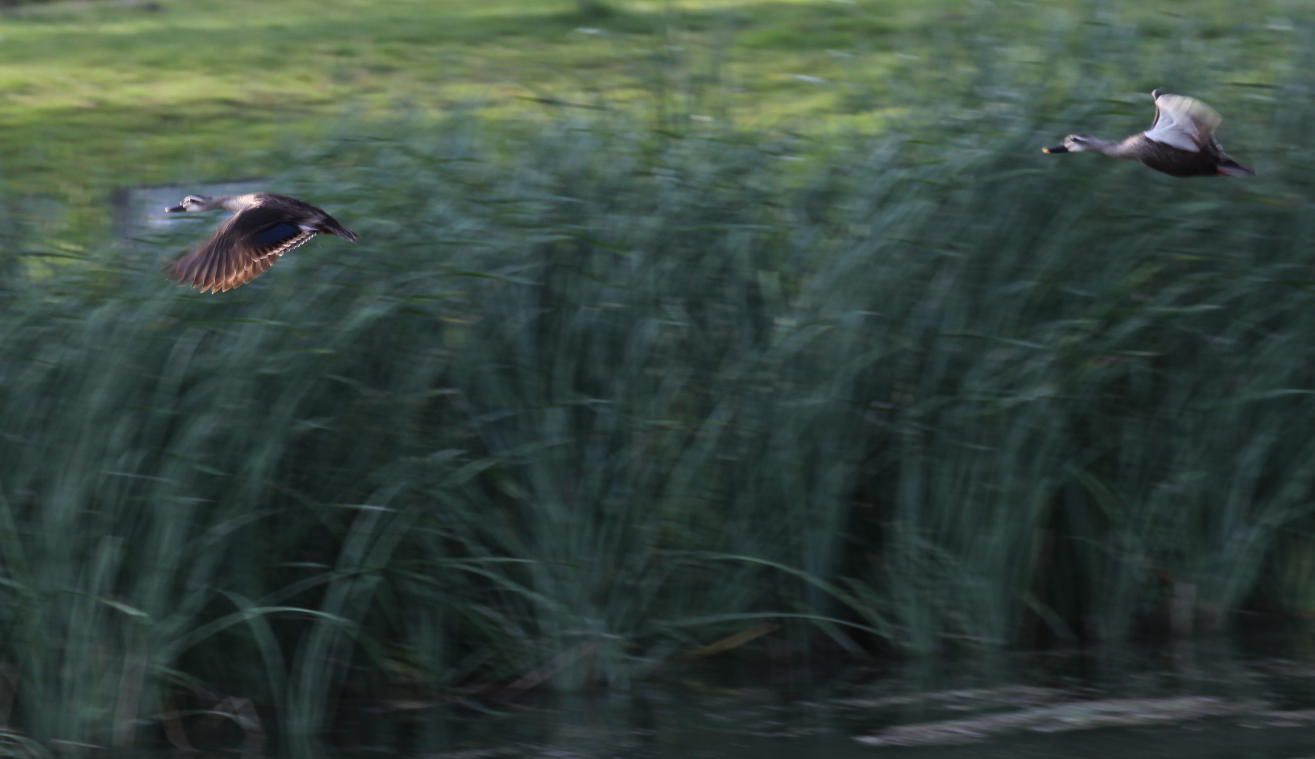 瀛熷鍗虫櫙,瀛熷鍗虫櫙鍙よ瘲涓冨緥