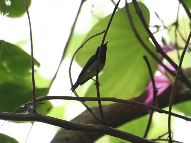 广州晓港公园拍到黑枕黄鹂,广州晓港公园简介
