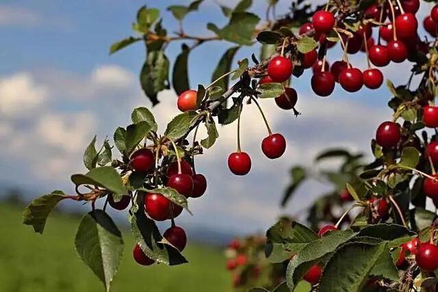 大樱桃花期冻害后如何补救,樱桃花期怎样防治病虫害