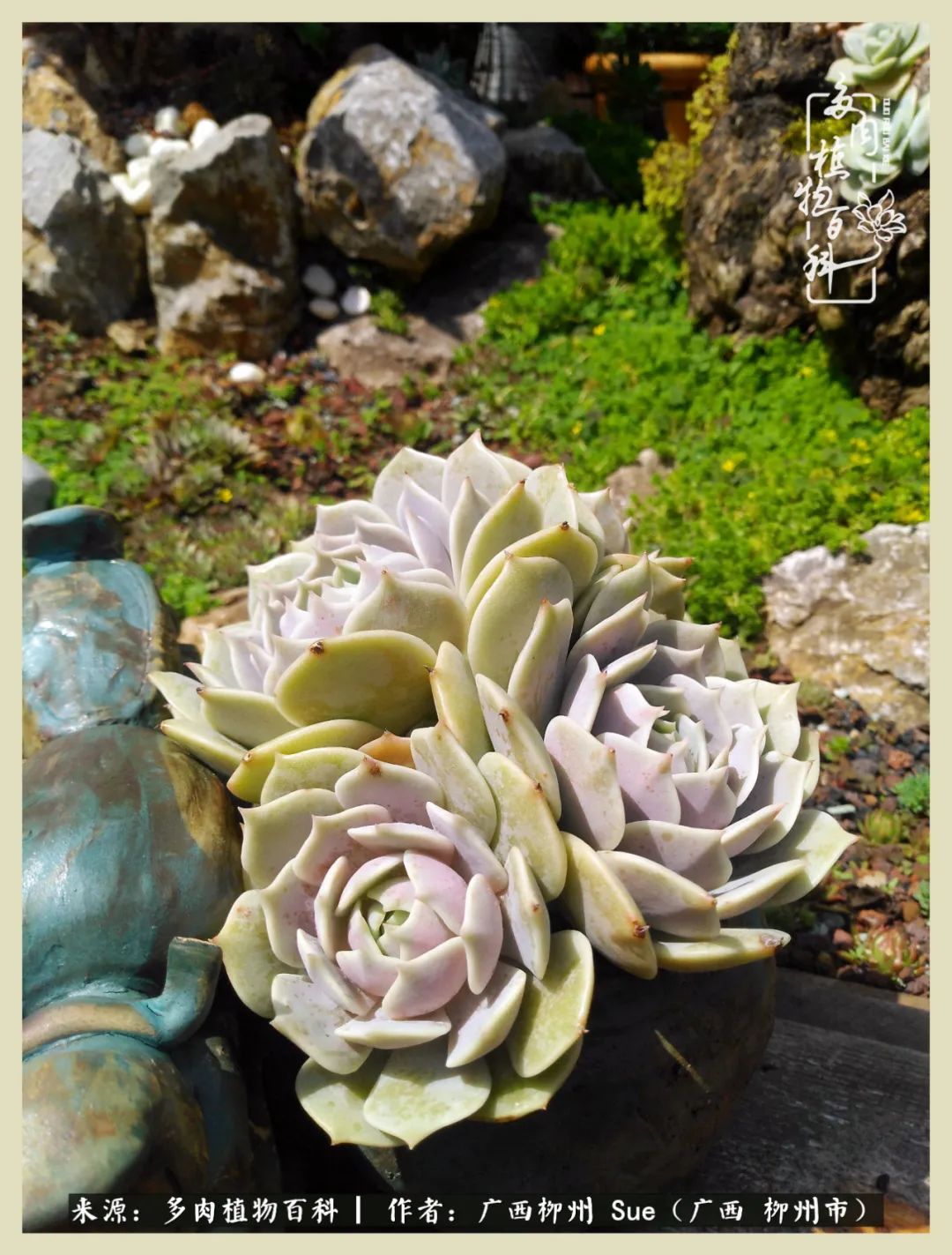 艳阳高照凉爽贵州，我要勤快地捕捉美好！（二）