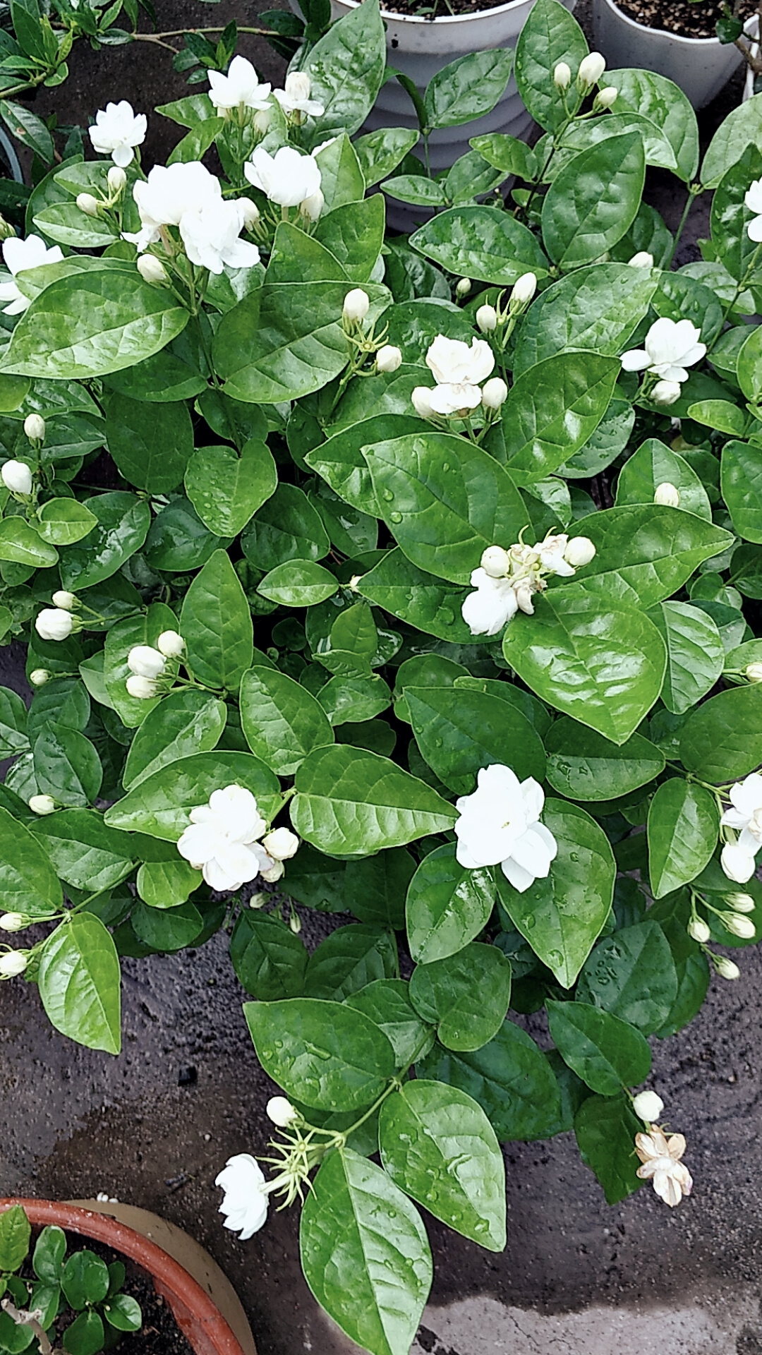 茉莉花叶片掉光怎么办,茉莉花叶片干枯掉落怎么办