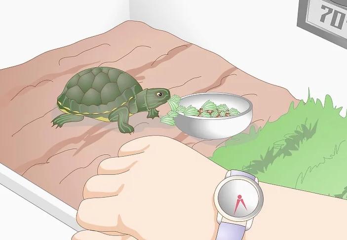 乌龟不进食的原因及解决方法,乌龟不吃食的原因及解决办法