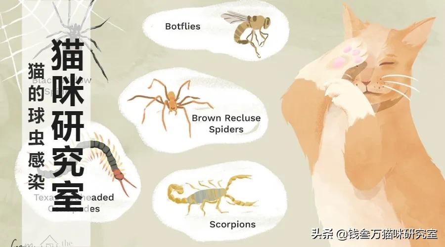 猫得了球虫病怎么办,猫得球虫病怎么治疗