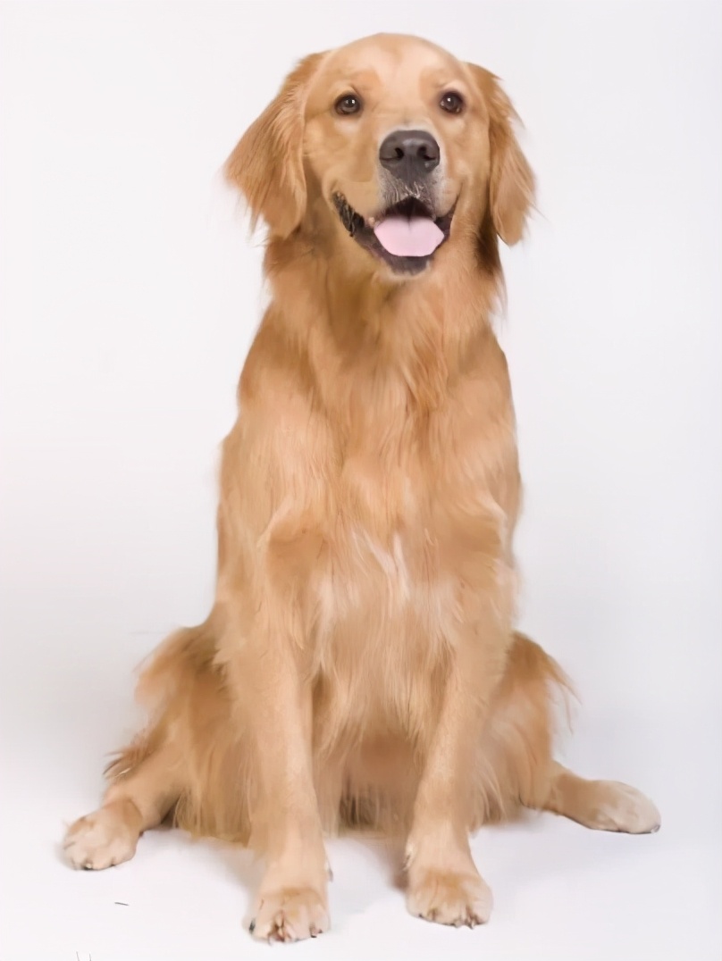 柴犬和博美狗哪个好看哪个好养,金毛哈士奇柴犬哪个好养