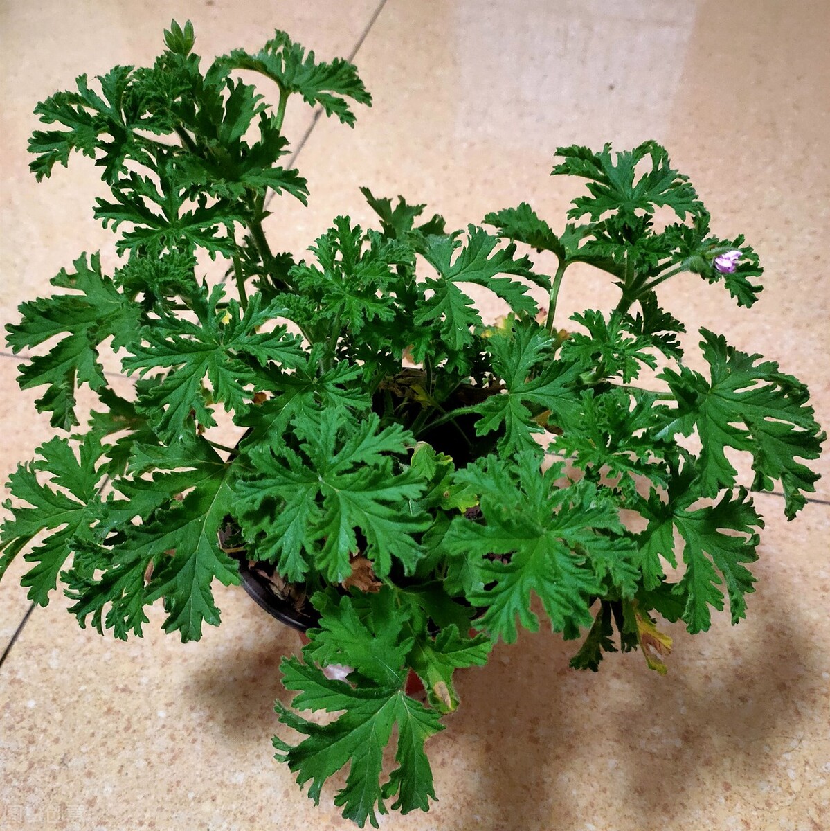 驱蚊小妙招蚊子怕啥花,夏天驱蚊虫花草可帮忙