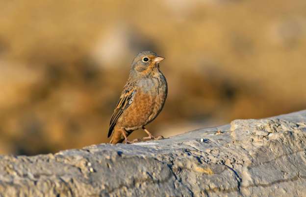 禁食猪肉的国家有哪些,禁食有毒食品