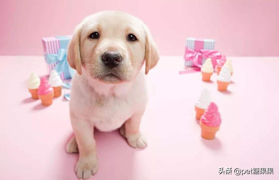 狗狗发情期的注意事项,公狗和母狗发情有什么区别?