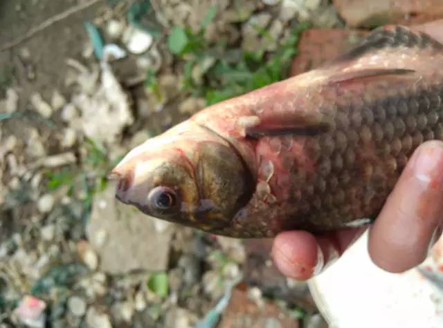 鲫鱼出血型暴发性鱼病,鲫鱼暴发性出血病的治疗