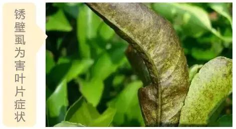 2021年柑橘锈壁虱什么时候适合打,锈壁虱病症特点