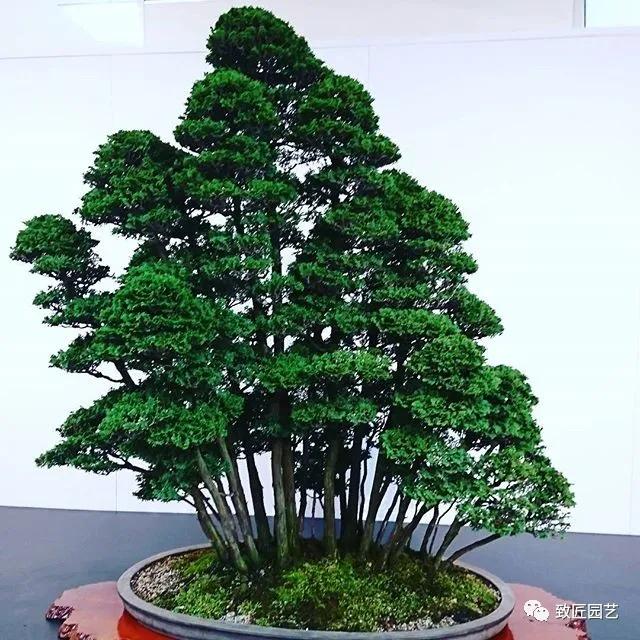 打算做盆景行业怎样入行,想做盆景生意怎么入手