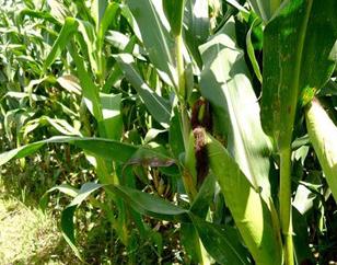 干草储存方法,干草储存湿度要求