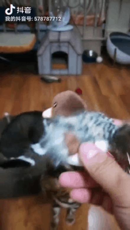 猫独自在家一天一夜,两只猫独自在家七天会怎么样