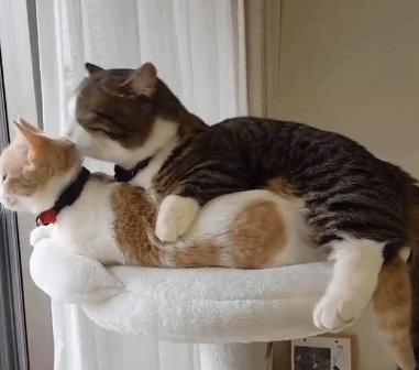 猫咪总是半夜叫主人起床怎么办,猫咪半夜老是叫要不要搭理他