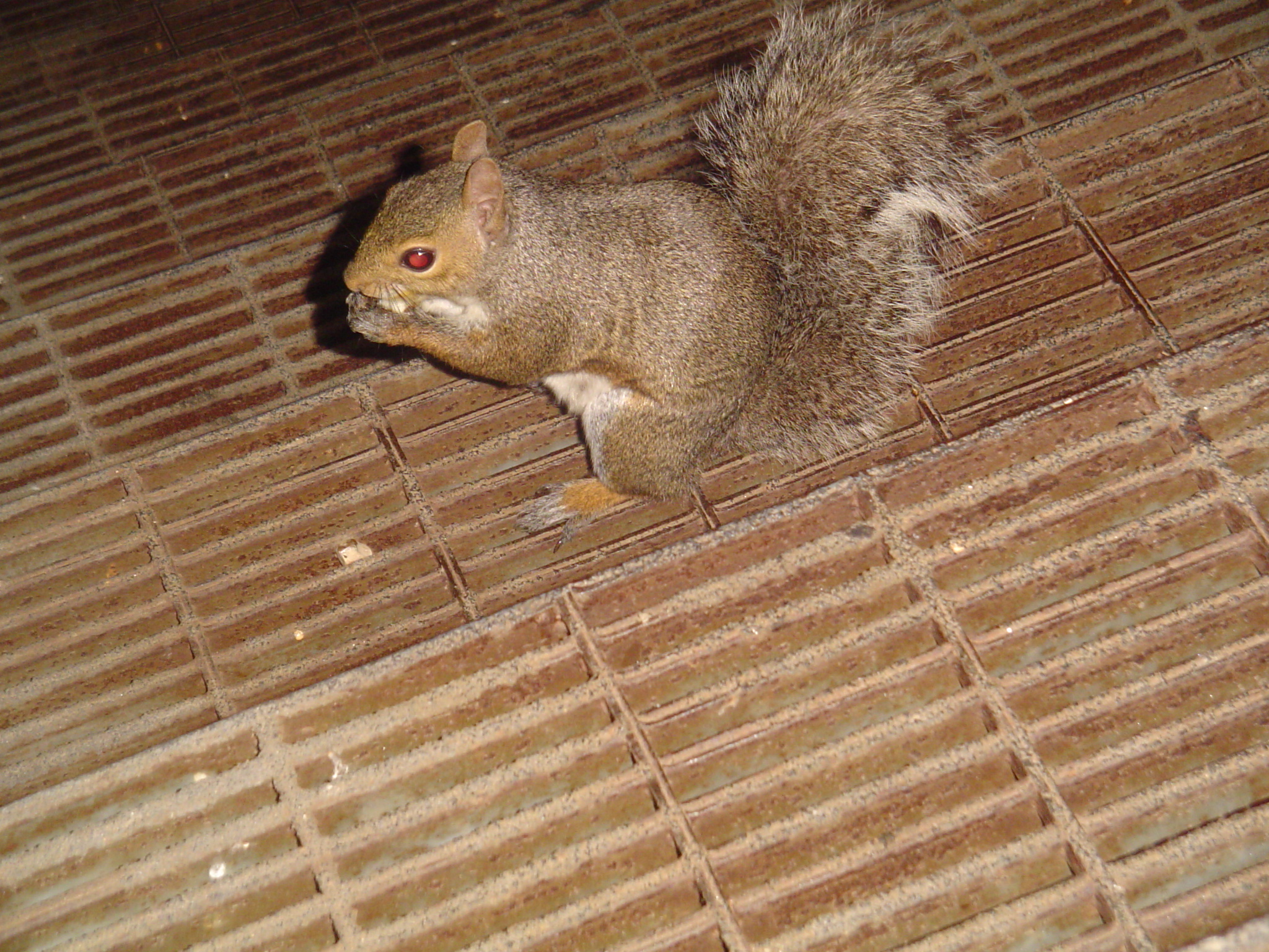 我的“大尾巴”,你在异国他乡还好吗?