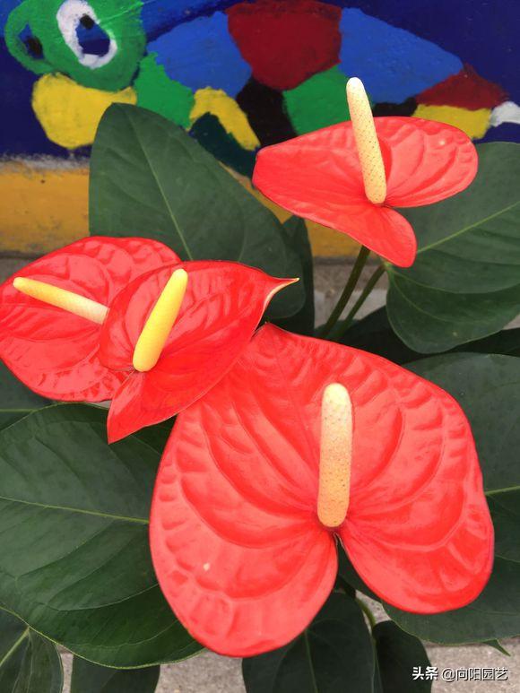 家里养的红掌突然蔫了怎么办,红掌叶子蔫了焦边干枯是怎么回事