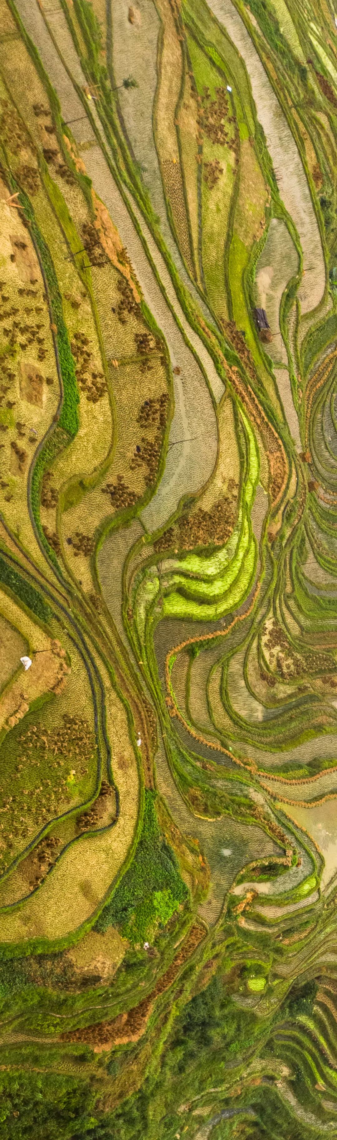 农造田野丨总有一根神经通往乡野|月亮山百里梯田