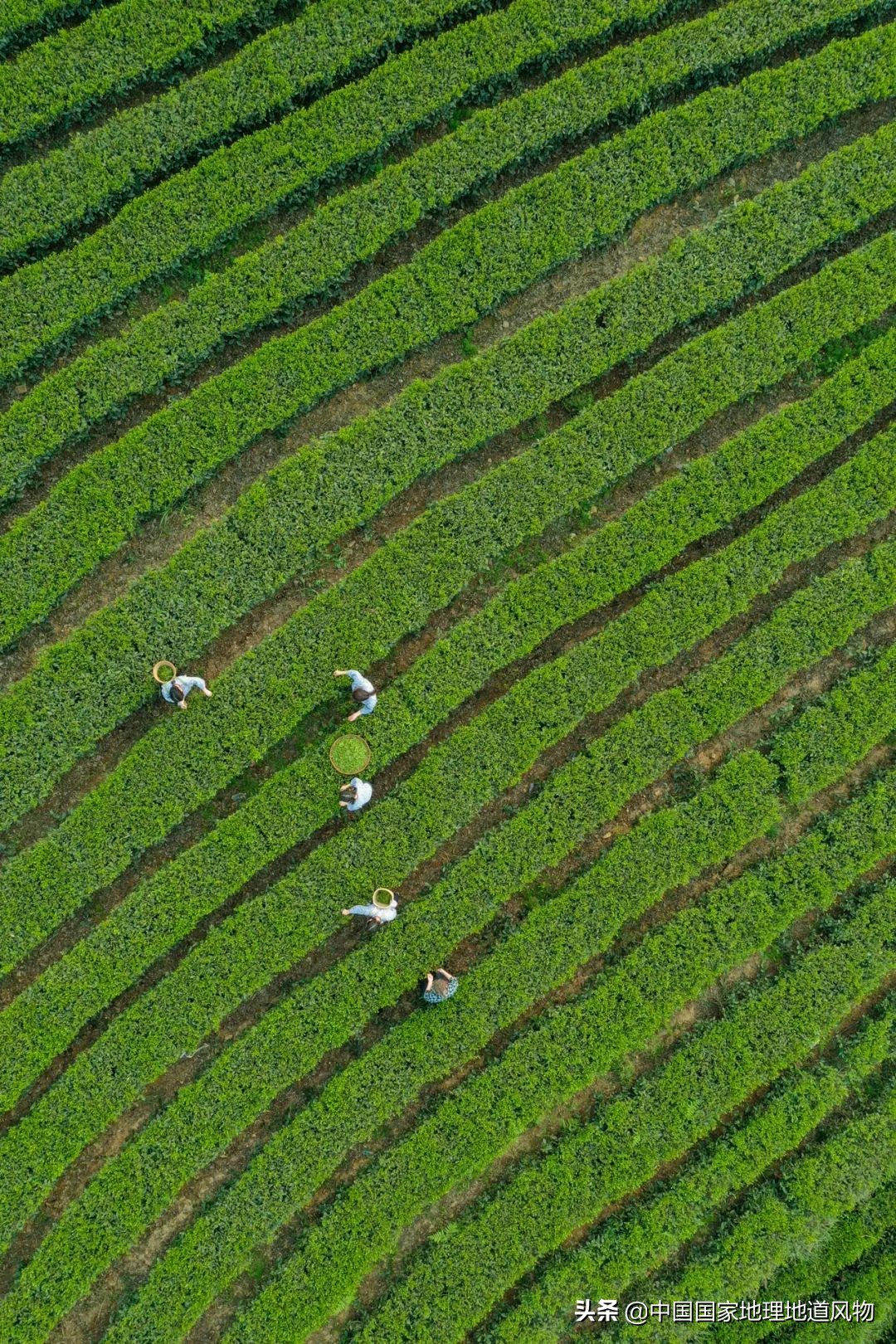 中国茶叶分布图,中国茶区详细分布图