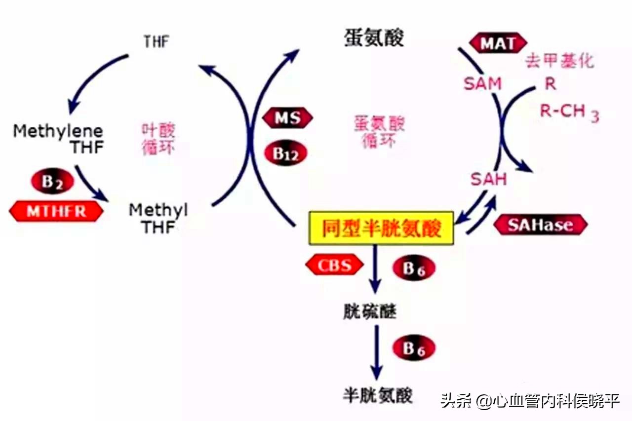 h型高血压补充叶酸最佳剂量,有高血压的人能吃叶酸吗