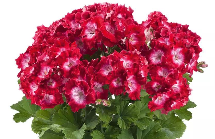 10种天竺葵,天竺葵100种图片大全