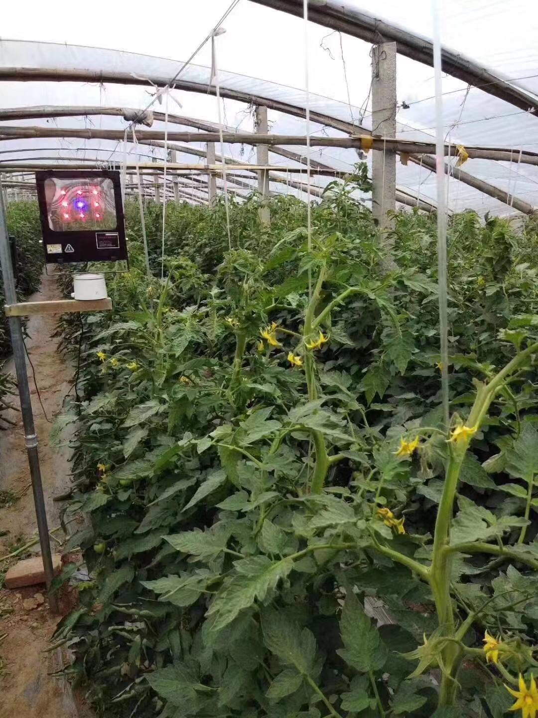 大棚种植新发现，一年收益50万，蔬菜“冷热”种植为何如此神奇？