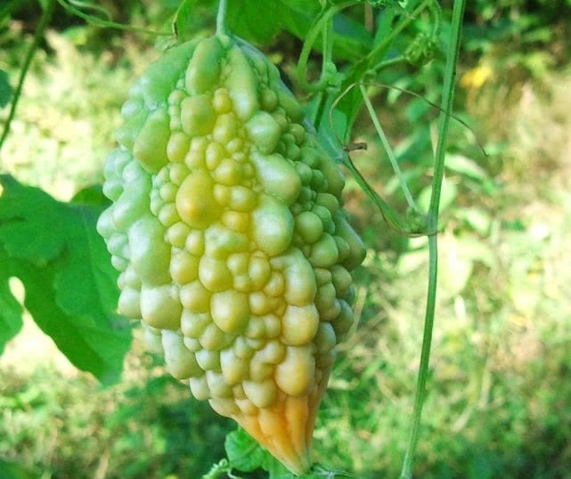 被家长骗吃过的食物,小时候被父母骗长大了