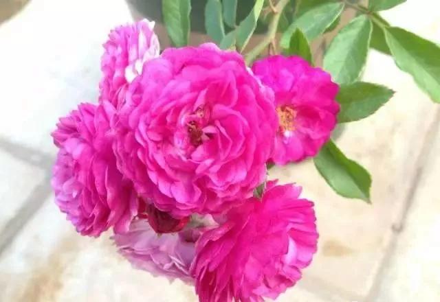 玫瑰花有哪些品种,玫瑰花有哪些品种大全