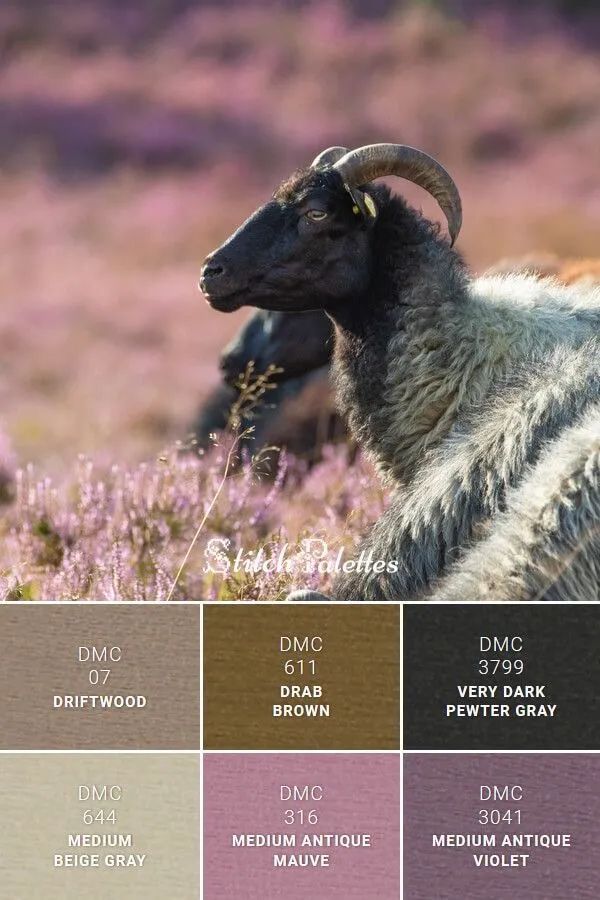 动物配色大全视频,配色的设计灵感