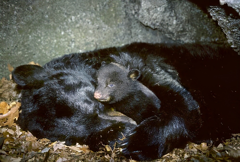 看到熊瞎子为什么要装死,对付熊瞎子的最好办法