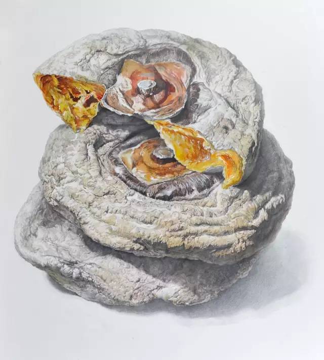 央美vs985,鲁美附中精微素描作品欣赏