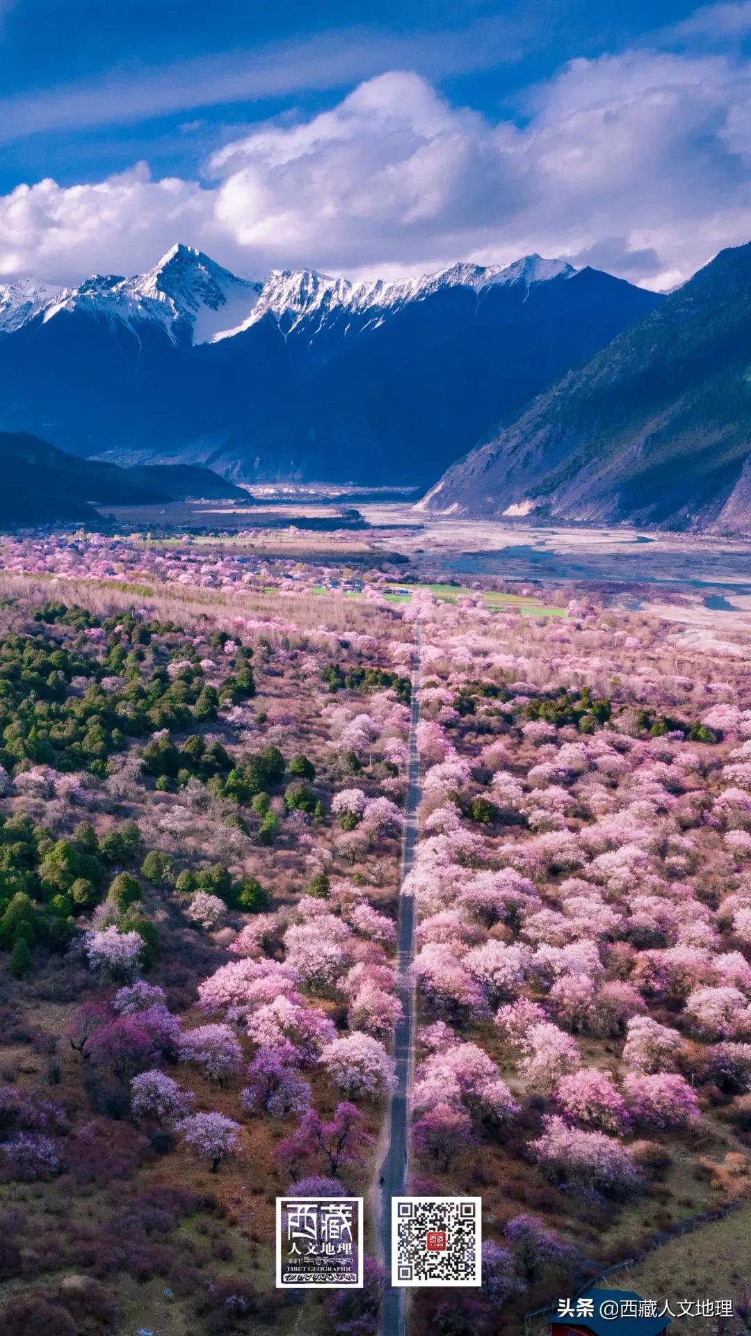 又仙气又美丽的壁纸,适合春日的绝美壁纸