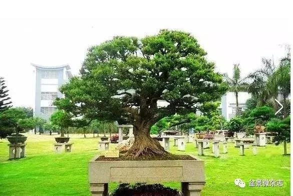 全世界最贵的100棵盆景,最贵的十种盆景