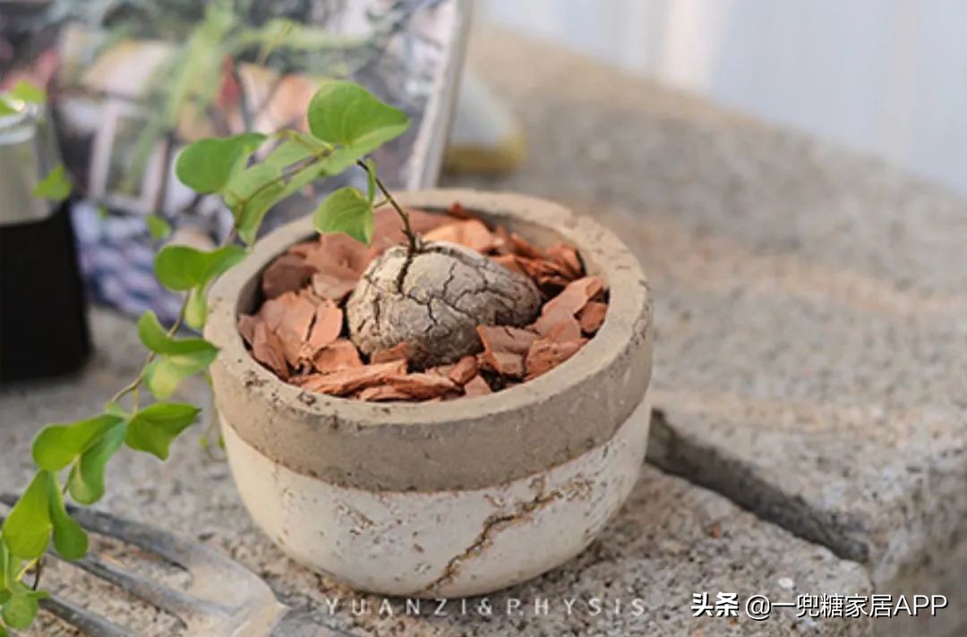 开花植物店铺推荐,适合店铺开花植物