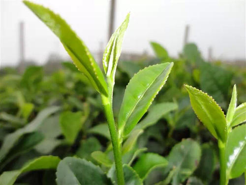 日铸雪芽茶不但形似鹰爪，更是拥有兰花芳香，味甘而滋