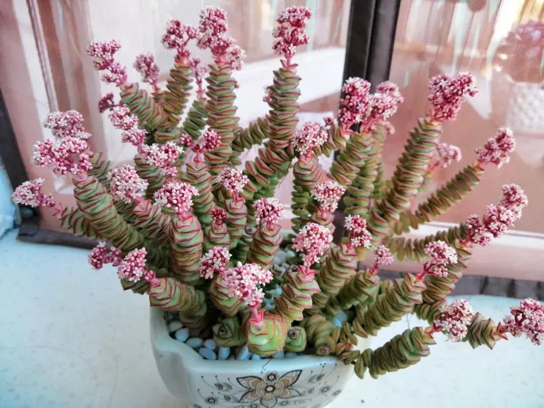 招财金钱木多肉怎么养,多肉钱串子风水摆放家里禁忌