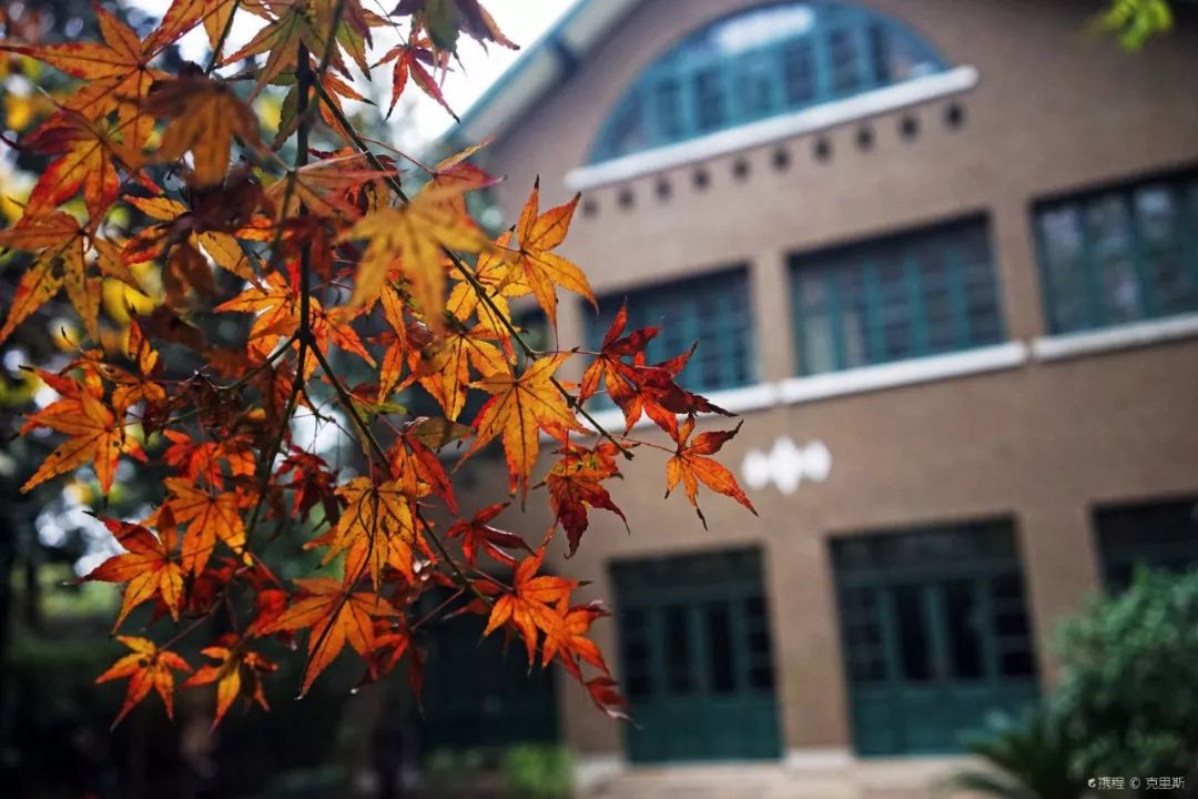 上海十大网红马路,魔都网红一条街