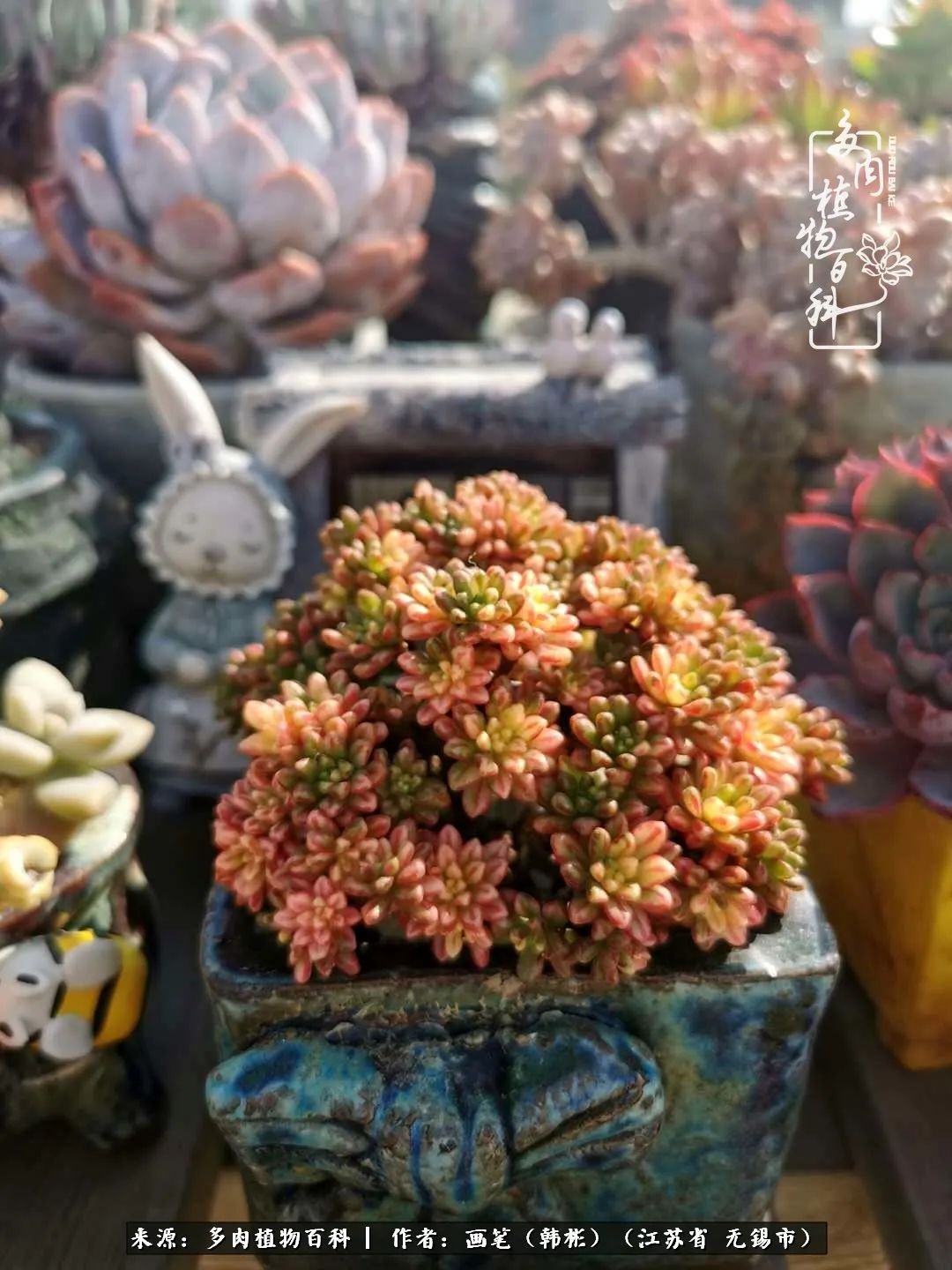 阳台多肉花园简直美翻了,适合男生养的多肉