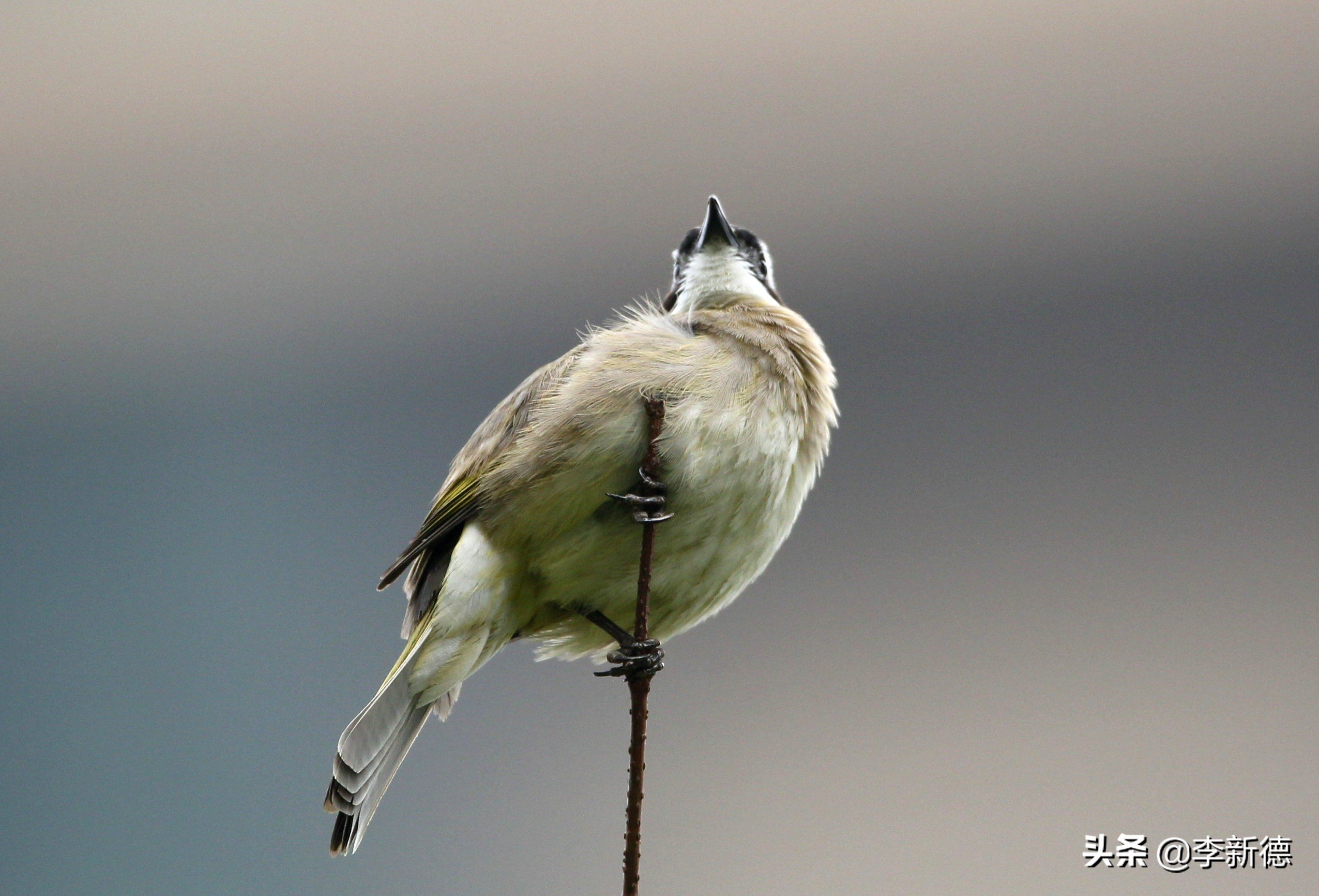 佳能相机5d3拍视频用哪个档位,佳能5d3适马2470